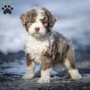 Icicle, Mini Bernedoodle Puppy