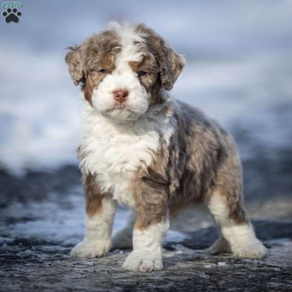 Icicle, Mini Bernedoodle Puppy