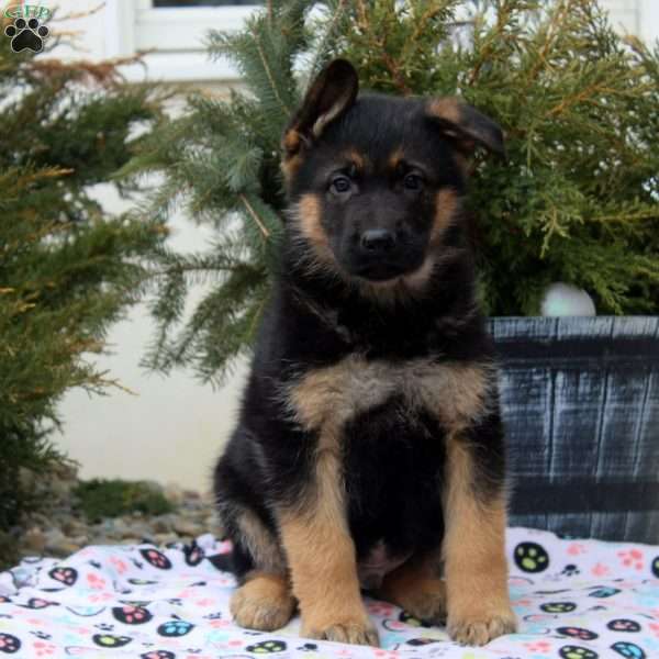 Idris, German Shepherd Puppy