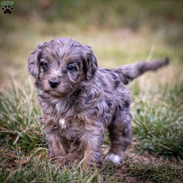 Iduna, Cavapoo Puppy