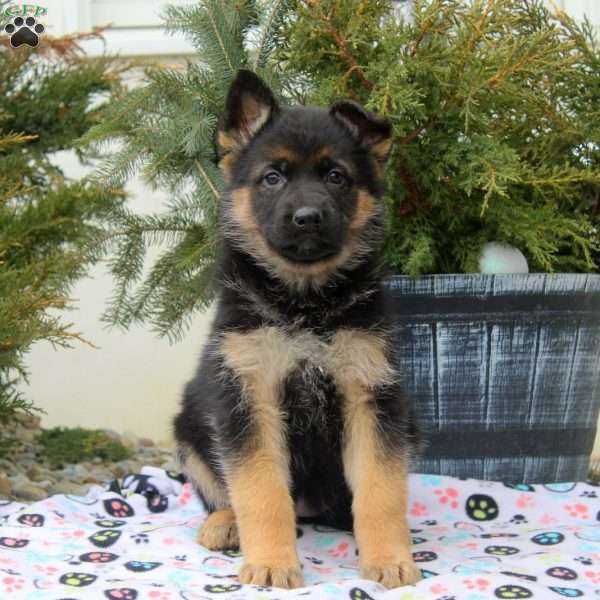 Ines, German Shepherd Puppy