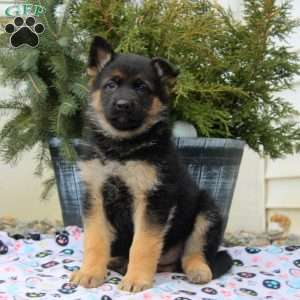 Ines, German Shepherd Puppy