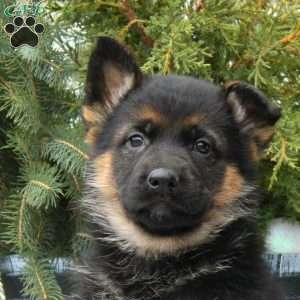 Ines, German Shepherd Puppy