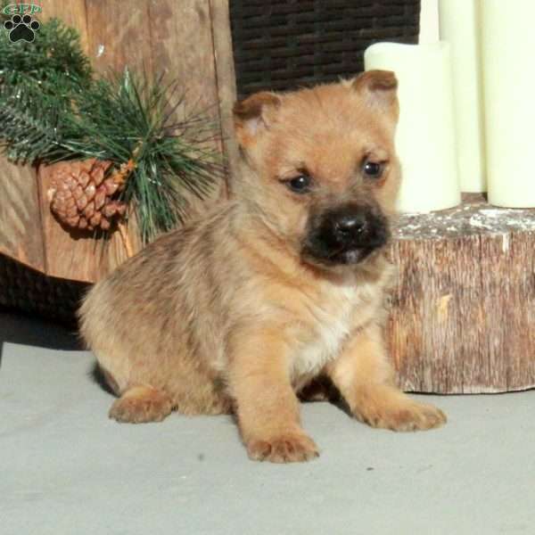 Ingrid, Cairn Terrier Puppy