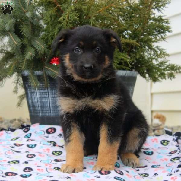 Iris, German Shepherd Puppy