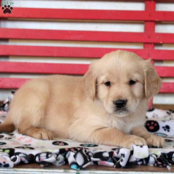 Iris, Golden Retriever Puppy