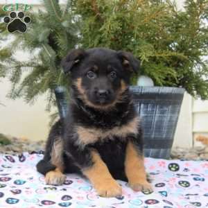 Iris, German Shepherd Puppy