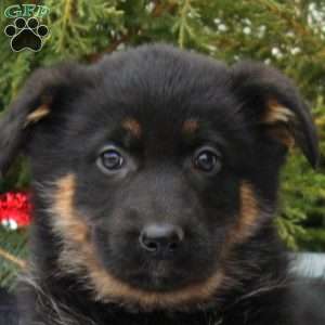 Iris, German Shepherd Puppy