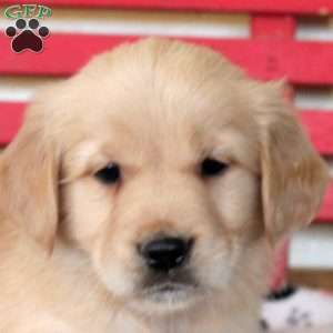 Iris, Golden Retriever Puppy