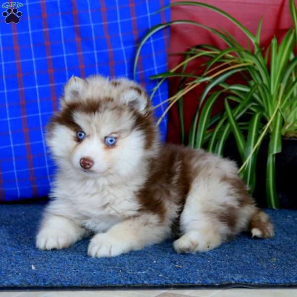 Isaac, Pomsky Puppy