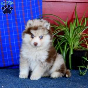 Isaac, Pomsky Puppy