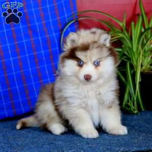 Isaac, Pomsky Puppy