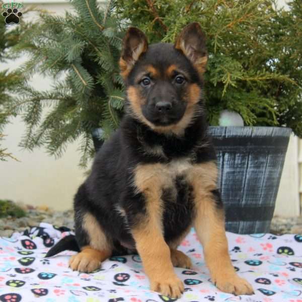 Isabel, German Shepherd Puppy