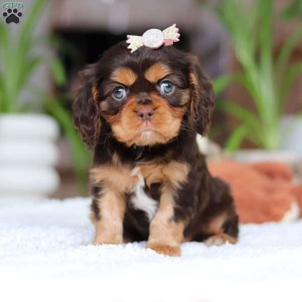 Isabelle, Cavalier King Charles Spaniel Puppy