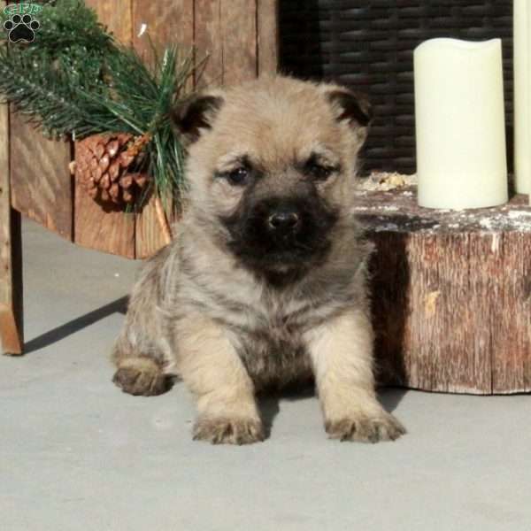 Isla, Cairn Terrier Puppy