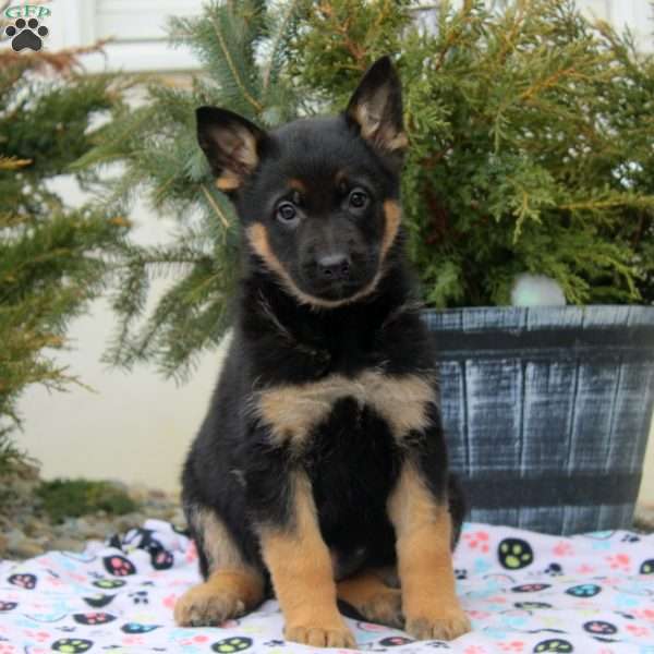 Isla, German Shepherd Puppy