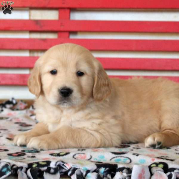 Isla, Golden Retriever Puppy