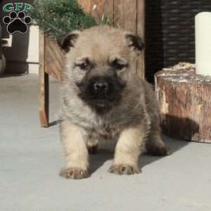 Isla, Cairn Terrier Puppy