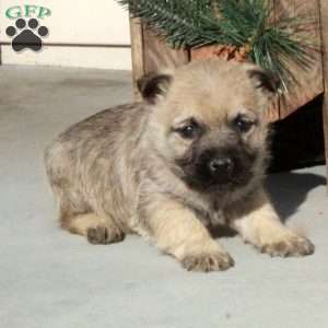 Isla, Cairn Terrier Puppy