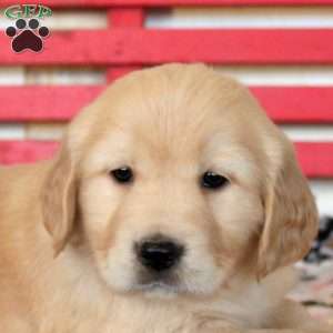 Isla, Golden Retriever Puppy