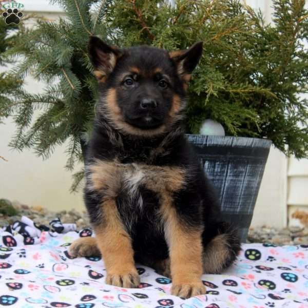 Ivan, German Shepherd Puppy