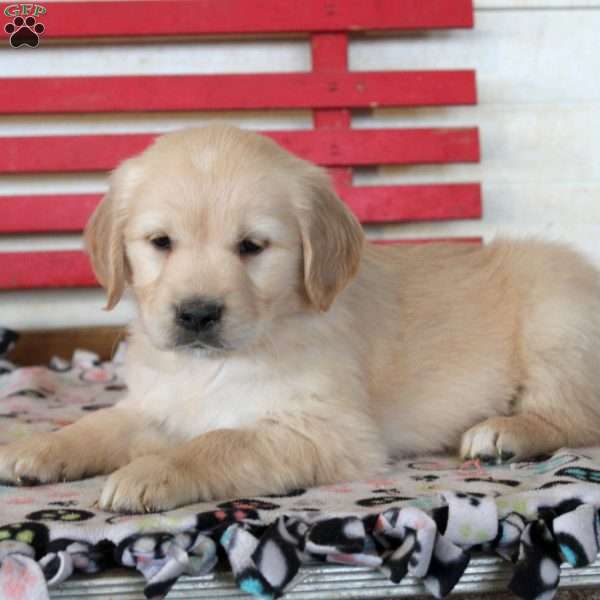 Ivan, Golden Retriever Puppy