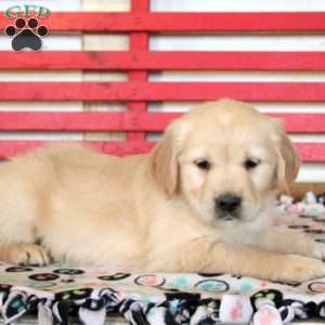 Ivan, Golden Retriever Puppy