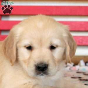 Ivan, Golden Retriever Puppy