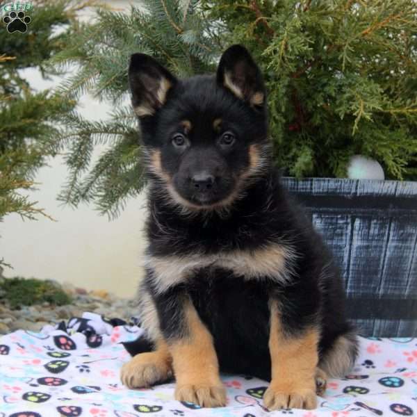 Ivory, German Shepherd Puppy