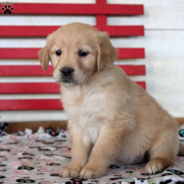 Ivory, Golden Retriever Puppy