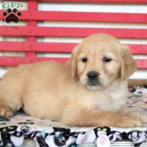 Ivory, Golden Retriever Puppy