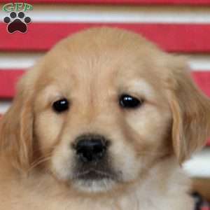 Ivory, Golden Retriever Puppy