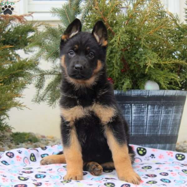 Ivy, German Shepherd Puppy