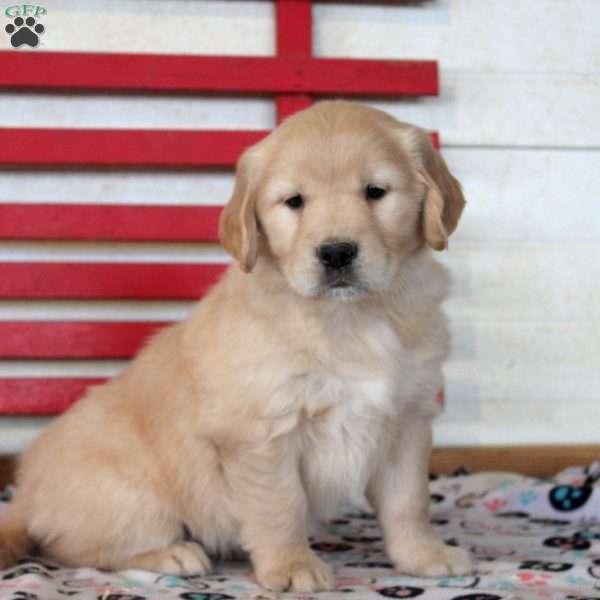 Ivy, Golden Retriever Puppy