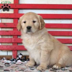 Ivy, Golden Retriever Puppy