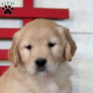 Ivy, Golden Retriever Puppy