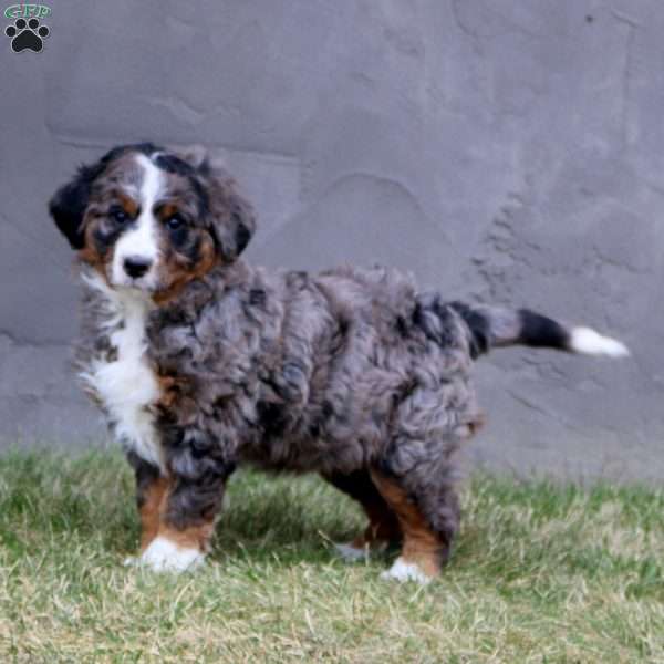 Ivy, Bernedoodle Puppy