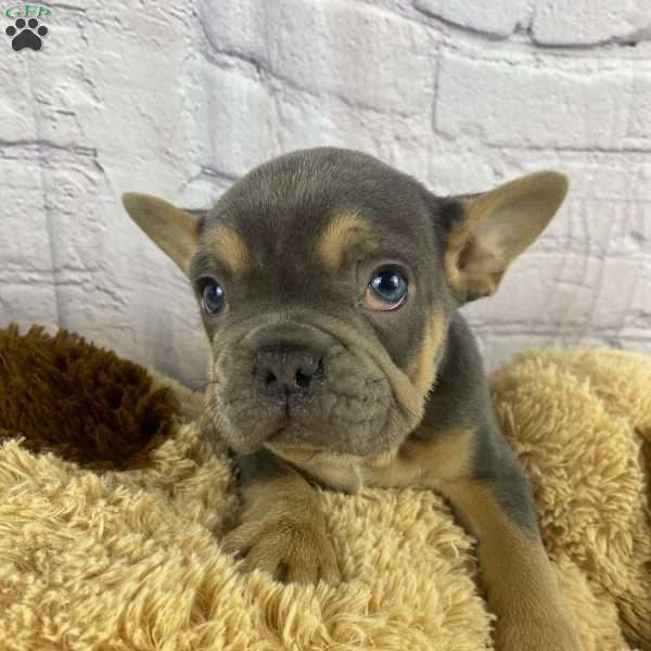 Rocky, French Bulldog Puppy