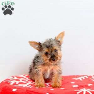 Izzie, Yorkie Puppy