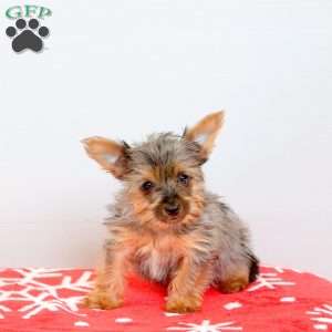 Izzie, Yorkie Puppy