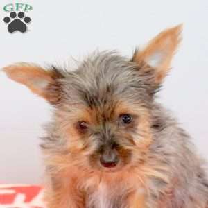 Izzie, Yorkie Puppy