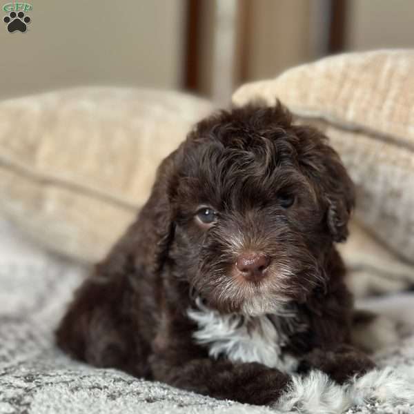 Java, Portuguese Water Dog Puppy