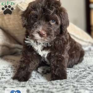 Java, Portuguese Water Dog Puppy