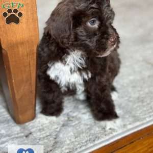 Java, Portuguese Water Dog Puppy