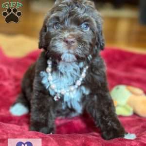 Java, Portuguese Water Dog Puppy