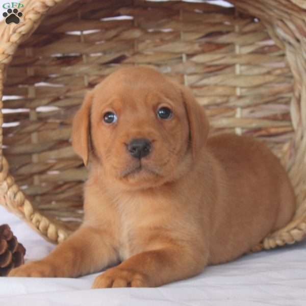 Jace, Fox Red Labrador Retriever Puppy