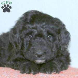 Jace, Goldendoodle Puppy