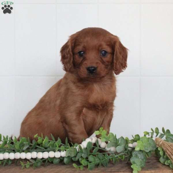 Jackson, Cavapoo Puppy