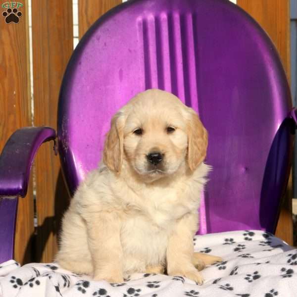 Jackson, Golden Retriever Puppy