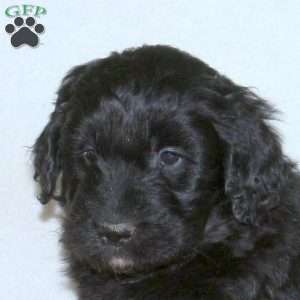 Jackson, Goldendoodle Puppy